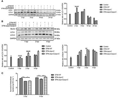 Salmonella spvC Gene Inhibits Autophagy of Host Cells and Suppresses NLRP3 as Well as NLRC4